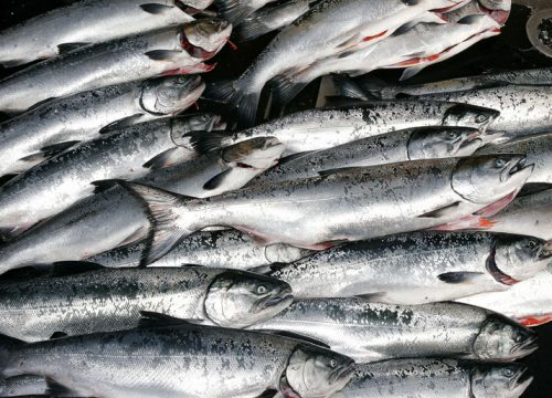 What’s the Best Eating Fish in Alaska?