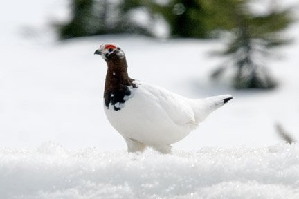 Why Do Skagway Birds Have Such Weird Names?