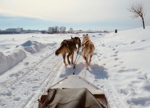 Musher Camp Dogsled Expedition