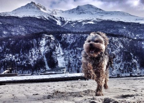 What is the Cutest Animal in Alaska?