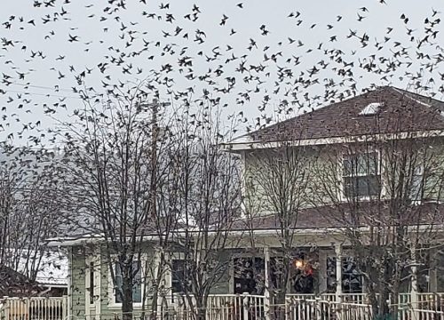 Revisiting Nature’s Lush – The Bohemian Waxwing